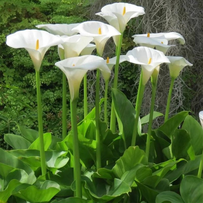 Hófehér Kála, Zantedeschia aethiopica, virág